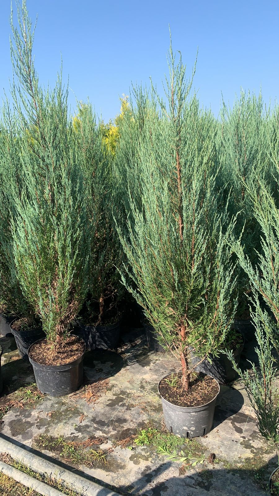 Можжевельник скальный Блю Арроу